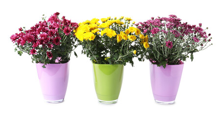 Beautiful chrysanthemum flowers in pots isolated on white
