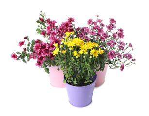Beautiful yellow and pink chrysanthemum flowers in pots isolated on white