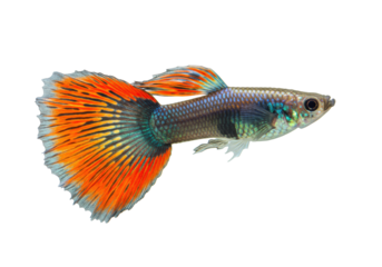 Colorful guppy fish isolated PNG, vibrant tropical aquarium pet on transparent background Exotic freshwater animal with orange tail for design elements
