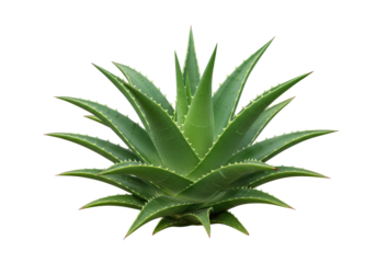 Aloe vera plant PNG isolated on transparent background, succulent with spiky leaves for natural remedies and skincare products