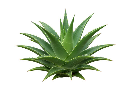 Aloe vera plant PNG isolated on transparent background, succulent with spiky leaves for natural remedies and skincare products