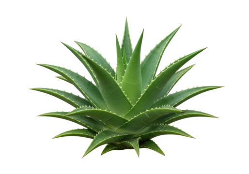 Aloe vera plant PNG isolated on transparent background, succulent with spiky leaves for natural remedies and skincare products