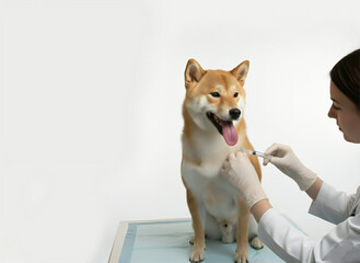 予防接種を受ける柴犬&mdash;ペットの健康管理とワクチン予防をイメージした写真、白背景