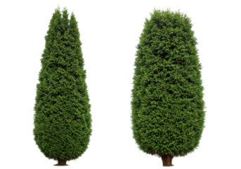 Isolated Evergreen trees for landscaping design in natural green color on no background