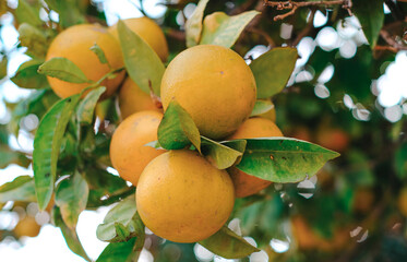A close-up shot of a cluster of fresh, ripe oranges hanging from a branch in an orange grove. 