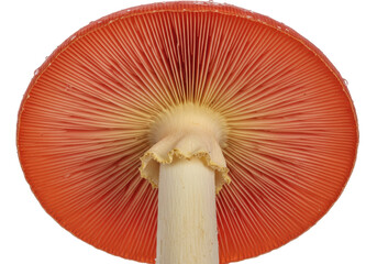 Red fly agaric mushroom isolated PNG on transparent background, poisonous toadstool with gills and stem for nature and mycology concepts