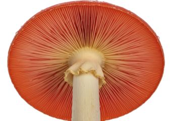 Red fly agaric mushroom isolated PNG on transparent background, poisonous toadstool with gills and stem for nature and mycology concepts