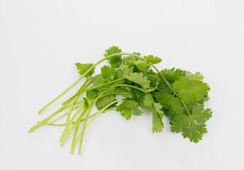 Fresh Cilantro Bunch on White Surface for Cooking, Grocery, Health, Cuisine, and Everyday Meal Use
