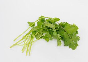 Fresh Cilantro Bunch on White Surface for Cooking, Grocery, Health, Cuisine, and Everyday Meal Use