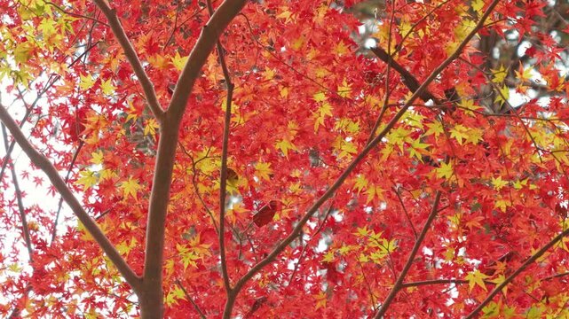 The beauty of vibrant maple leaves, autumn scenery