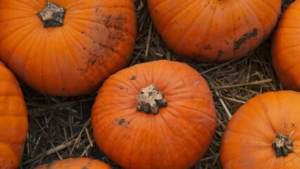 Orange pumpkins in wooden wagon on farm ready for Halloween decor.