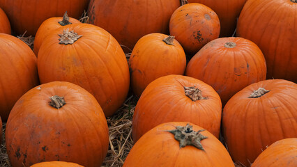 Orange pumpkins in wooden wagon on farm ready for Halloween decor.