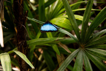 Wildlife, Macro photography of a blue butterfly. A Morpho Peleides butterfly against a blurred backdrop of lush tropical greenery