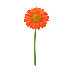 Transvaal daisy, isolated daisy flower in blossom. Vector realistic blooming plant with long stem and small petals. Floristic design, florist shop assortment. Elegant flourishing botany,
