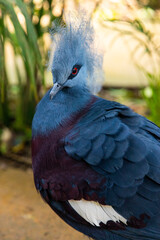 A colorful, exotic Victoria Crowned Pigeon in its natural habitat. Bird portrait