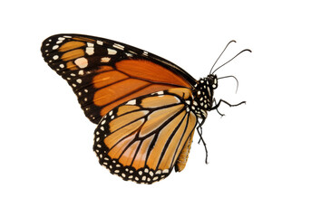 Isolated monarch butterfly spreading wings ready to fly for pollinating in springtime nature