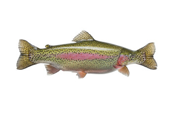 Isolated Rainbow Trout Fish, Freshwater Stream Species, Pink Stripe, Speckled, Spotted, Detail