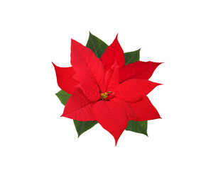 Christmas red poinsettia flower  isolated on transparent background