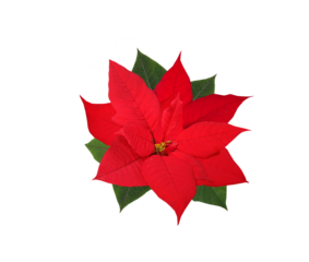 Christmas red poinsettia flower  isolated on transparent background