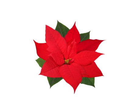 Christmas red poinsettia flower  isolated on transparent background