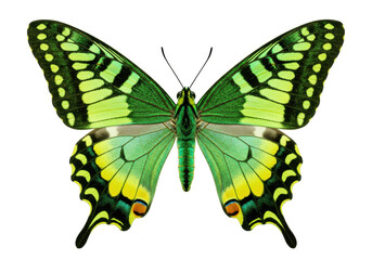 Isolated butterfly with large wings, close-up view, beautiful natural colors, and detailed design
