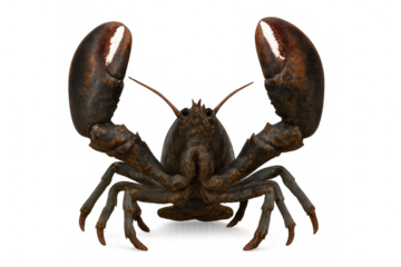 Lobster crustacean standing, powerful claws raised, brown body, marine seafood animal on transparent background