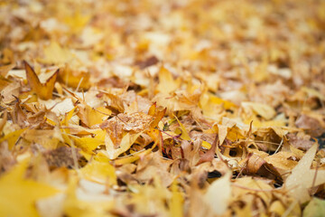 Texture de feuilles jaunes sur le sol en automne avec un flou progressif