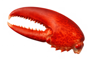 Cooked lobster claw with a vibrant red shell, showcasing fine dining with seafood delicacies against a clear backdrop