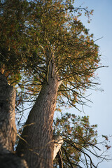 Tronc d'arbre en automne avec des feuilles brunes