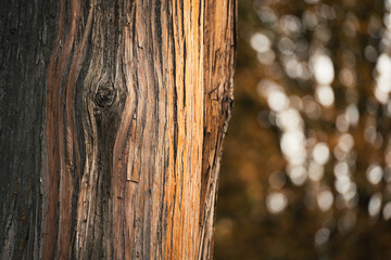 Texture d'&eacute;corce d'arbre avec un fond flou en automne