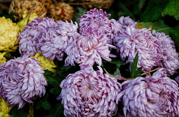 Purple autumn chrysanthemum in autumn rainy garden