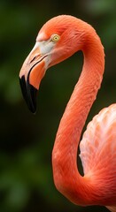 Flamingo Portrait - A Close-Up of a Beautiful Bird.