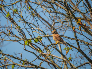 Kestrel Perched in a Tree
