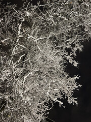 Snowy Tree Branches at Night with Heavy White Snow against Black Sky