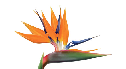Obraz premium Create Strelitzia reginae flower isolated on transparent background, also known as bird of paradise on white Background