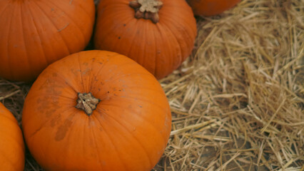 Decorative pumpkins arranged for Halloween on the pumpkin farm.