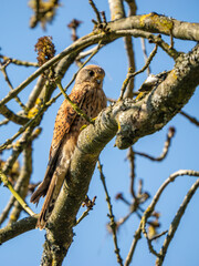 Kestrel Perched in a Tree