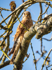 Kestrel Perched in a Tree