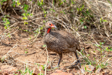 South Africa, Kruger National Park, Swainson's Francolin (Pternistis swainsonii)