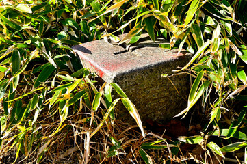 天子山地　雨ヶ岳山頂の三角点　三等三角点（雨ヶ岳）
