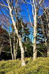 天子山地の雨ヶ岳山頂　笹原に生い茂るダケカンバ
