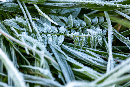 Field of grass covered in frost. The grass is tall and the frost is covering it. The image has a cold and wintry mood. - Powered by Adobe
