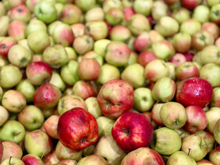 Assorted apples in a vibrant display