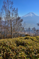 天子山地の雨ヶ岳山頂より　ダケカンバの森と富士山
