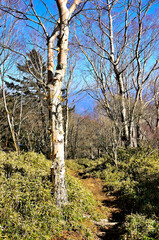天子山地の雨ヶ岳山頂　ダケカンバと笹原の道
