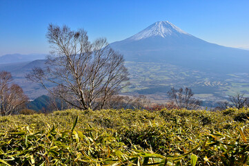 天子山地の雨ヶ岳山頂より　ダケカンバと笹原と富士山
