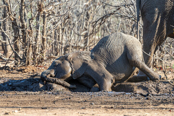 Fototapeta premium South Africa, Kruger National Park, African Elephant (Loxodonta africana)