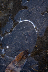 frozen piece of ice on the ground. autumn frosts are the first frosts, a puddle or water is frozen.