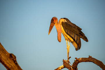 South Africa, Kruger National Park, Marabou Stork (Leptoptilos crumenifer)