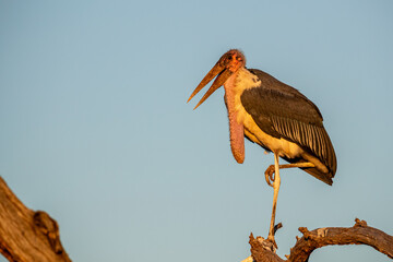 South Africa, Kruger National Park, Marabou Stork (Leptoptilos crumenifer)